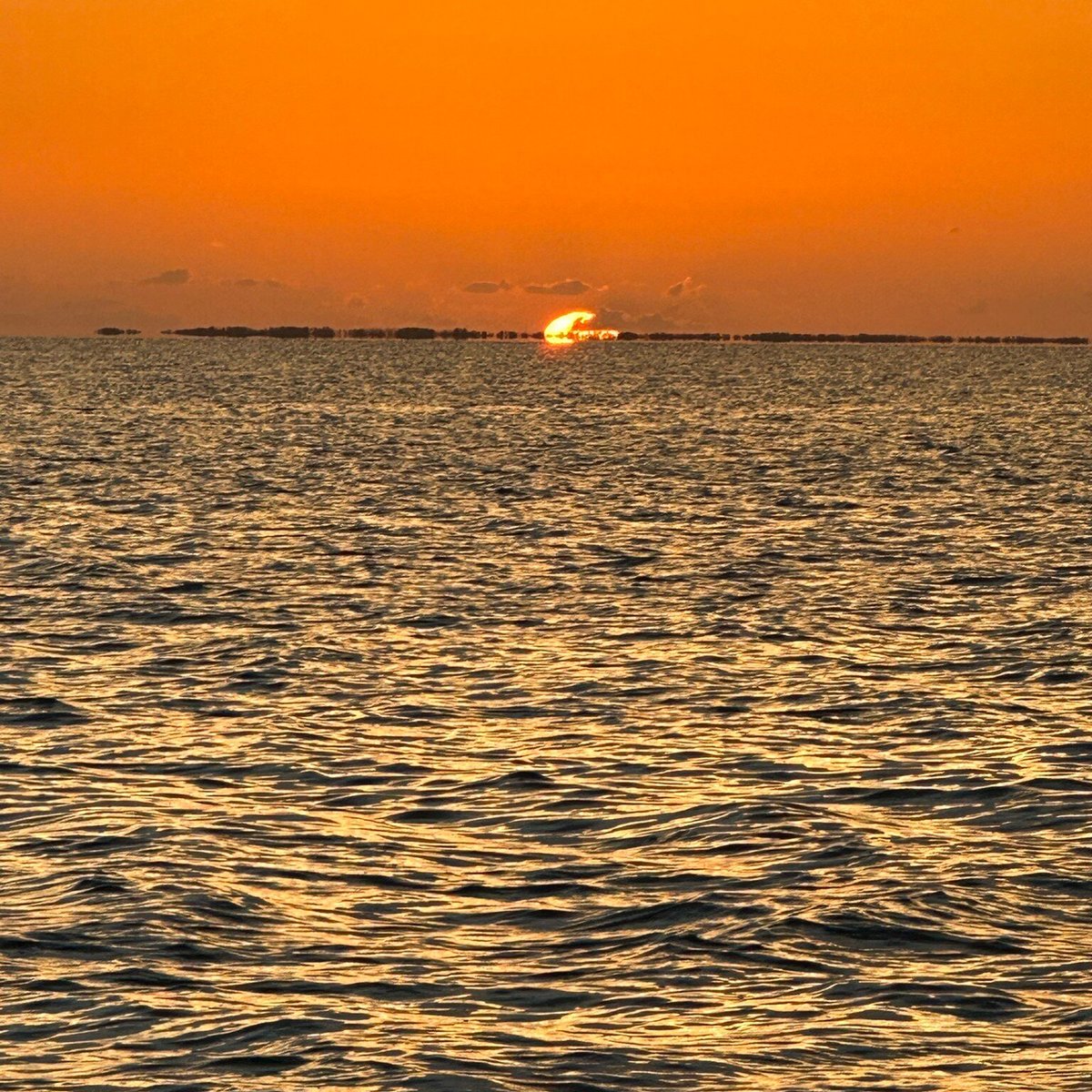 Islamorada Turtle Tours - 이슬라모라다 - Islamorada Turtle Tours의 리뷰 - 트립어드바이저