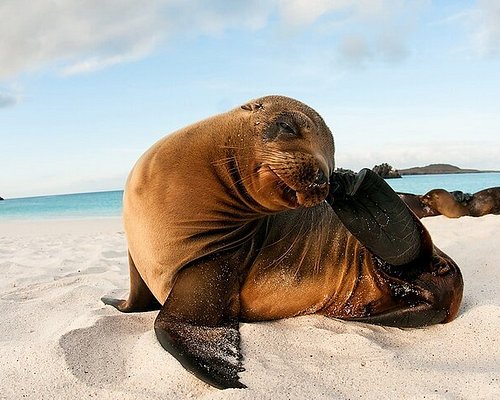 eco tourism in galapagos