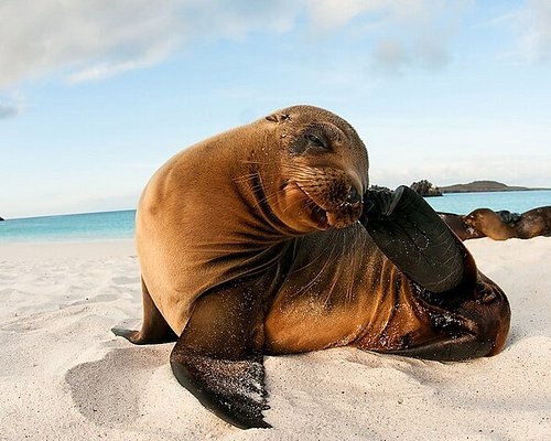 eco trips to galapagos islands