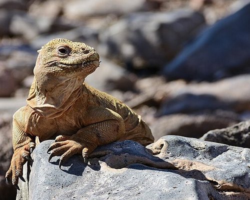 eco trips to galapagos islands