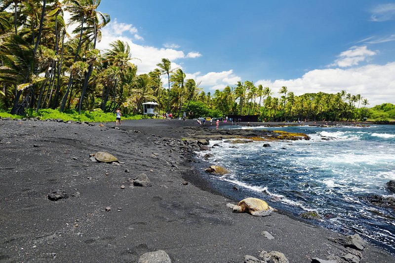 Tartarugas verdes havaianas a descansar na praia de areia preta de Punalu'u, na Ilha Grande do Havai, com viajantes em segundo plano