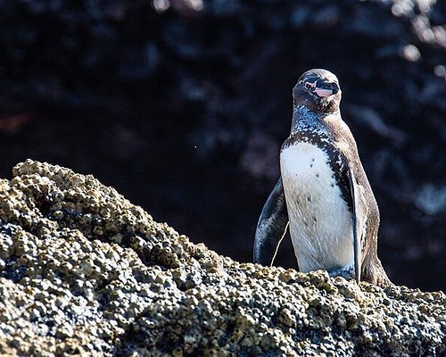 eco tourism in galapagos
