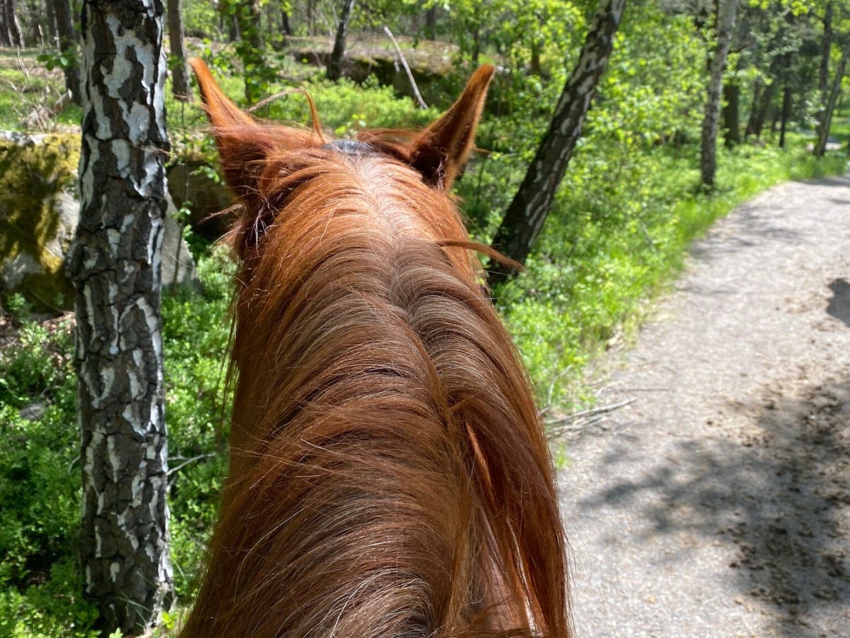 Hobby Horse Jump with Stockholm Horse Week - Visit Stockholm