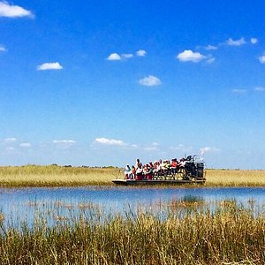 It's an alligator from a birds view - Review of Sawgrass Mills, Sunrise, FL  - Tripadvisor