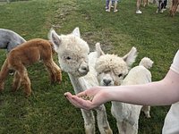 Llamas and Friends Scratch and Sketch – Buck Brook Alpacas