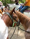 23+ Whispering Woods Riding Stables