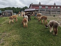 Buck Brook Alpacas - All You Need to Know BEFORE You Go (with Photos)