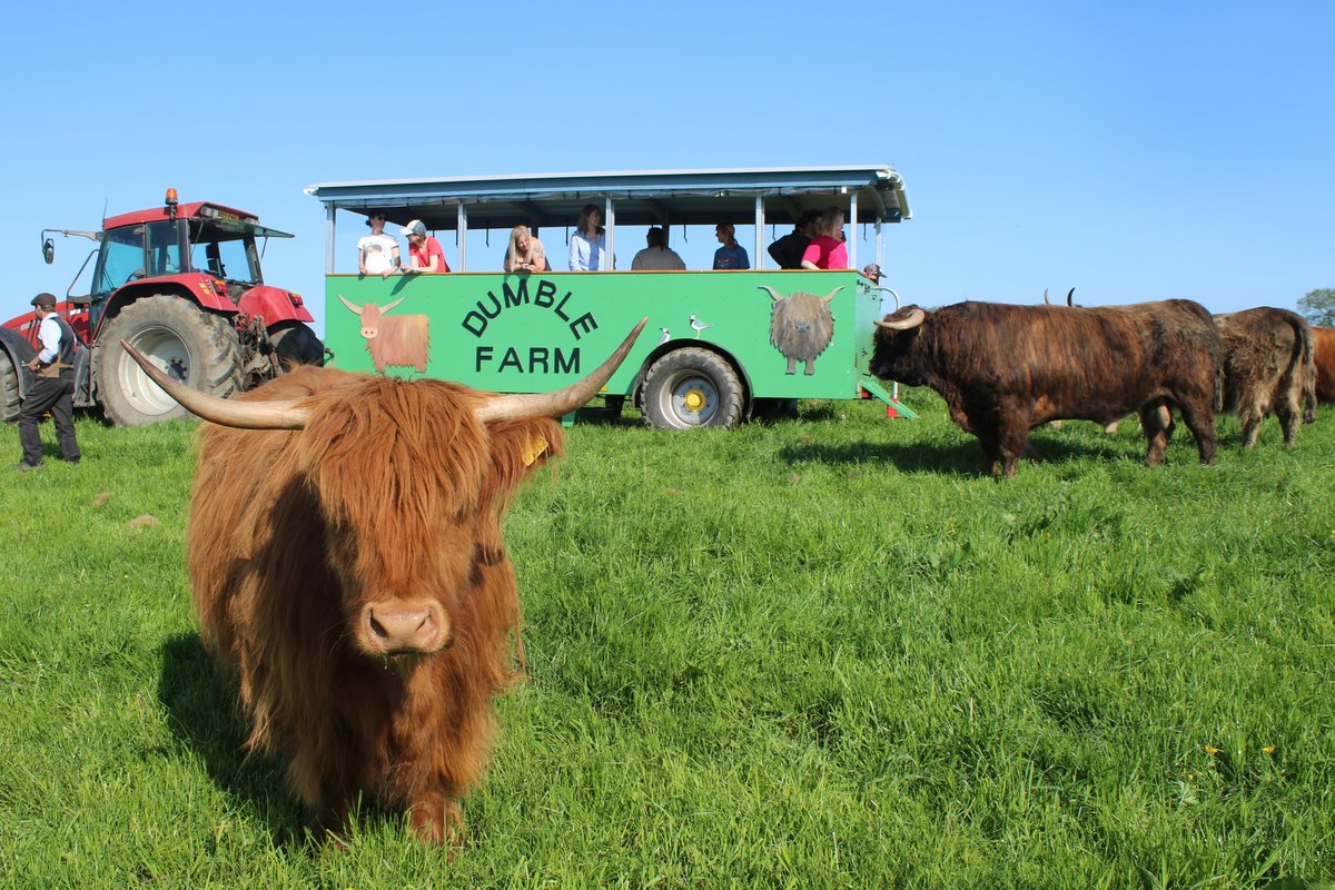 Sponsor A Highland Cow, Dumble Farm