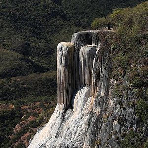 The Majestic Árbol del Tule in Oaxaca