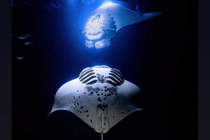 4 Days 3 Nights Manta Ray Adventure