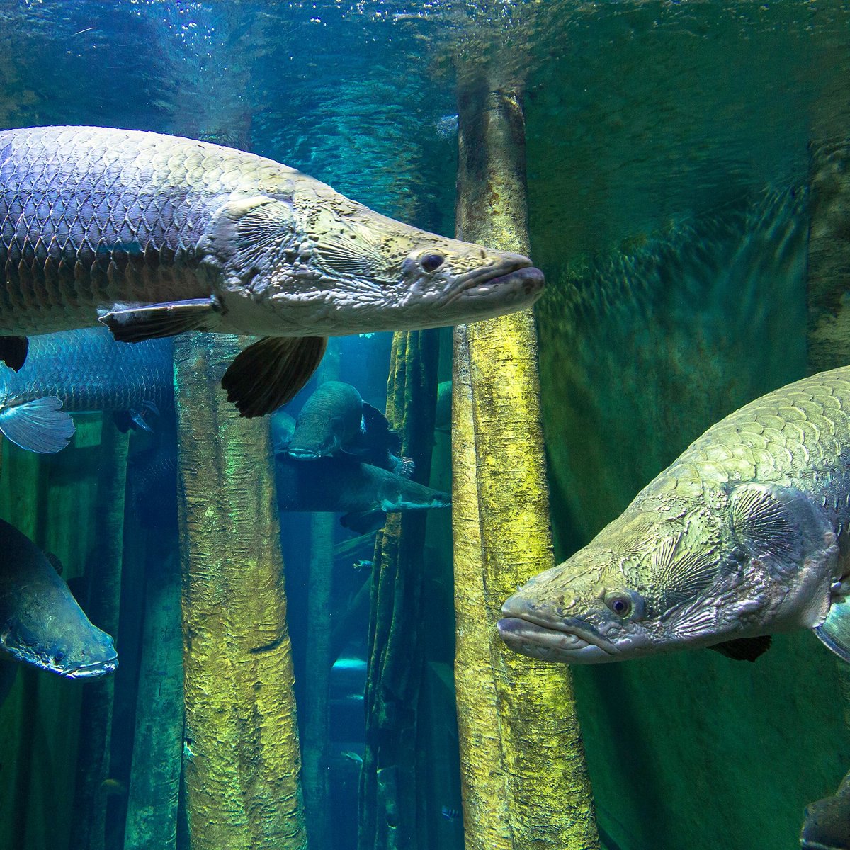 Acuario de Zaragoza, Сарагоса: лучшие советы перед посещением - Tripadvisor