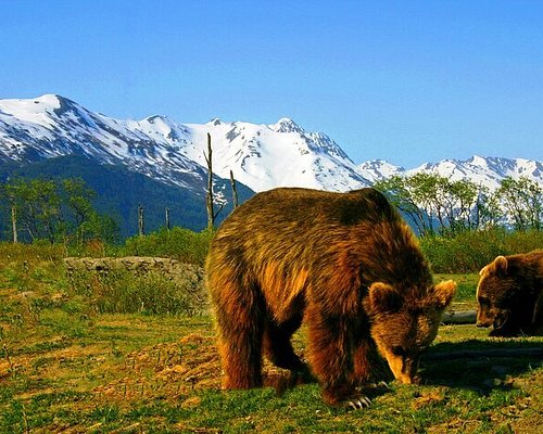 best shore excursions alaska cruise