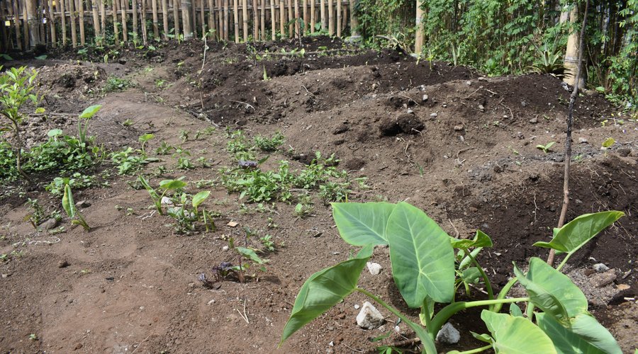 One of Mama's Homestays vegetable gardens.