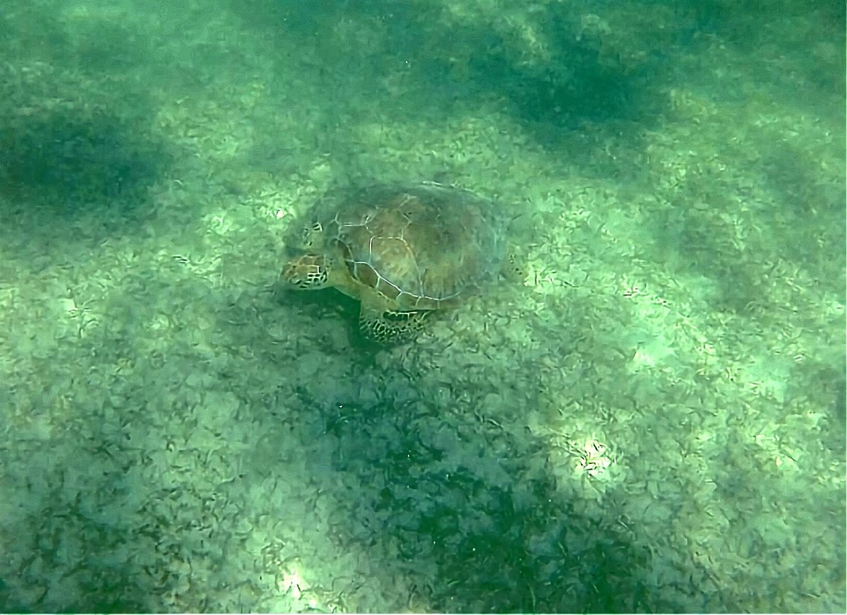 sea turtle tour cancun