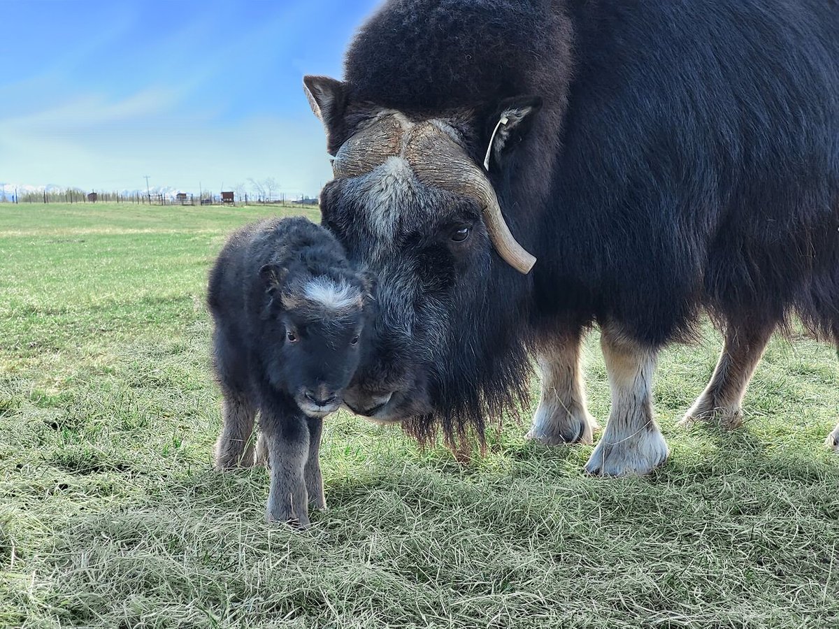 Musk Ox Farm, Palmer: лучшие советы перед посещением - Tripadvisor