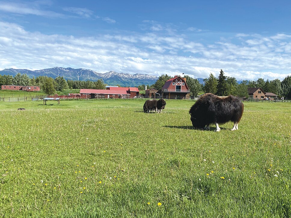 2025年 Musk Ox Farm - 出発前に知っておくべきことすべて