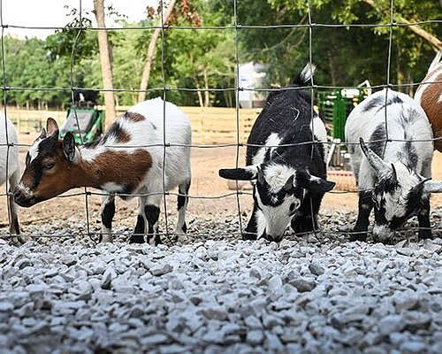 Photos: Jersey cows in jumpers ready for a dairy Christmas - Farmers Weekly