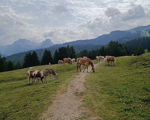 THE 15 BEST Things to Do in Santa Cristina Valgardena - 2023 (with Photos)  - Tripadvisor