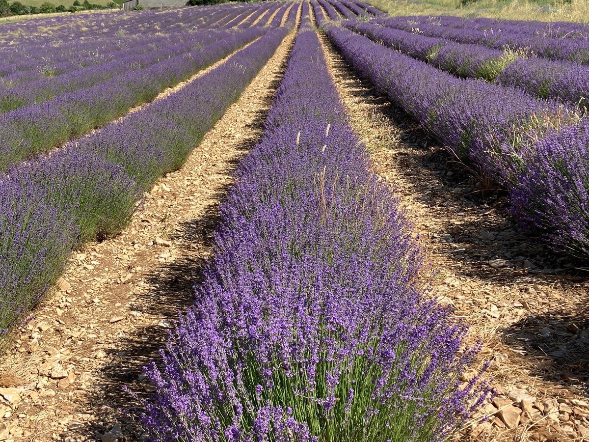 Chemin des Lavandes, Со: лучшие советы перед посещением - Tripadvisor