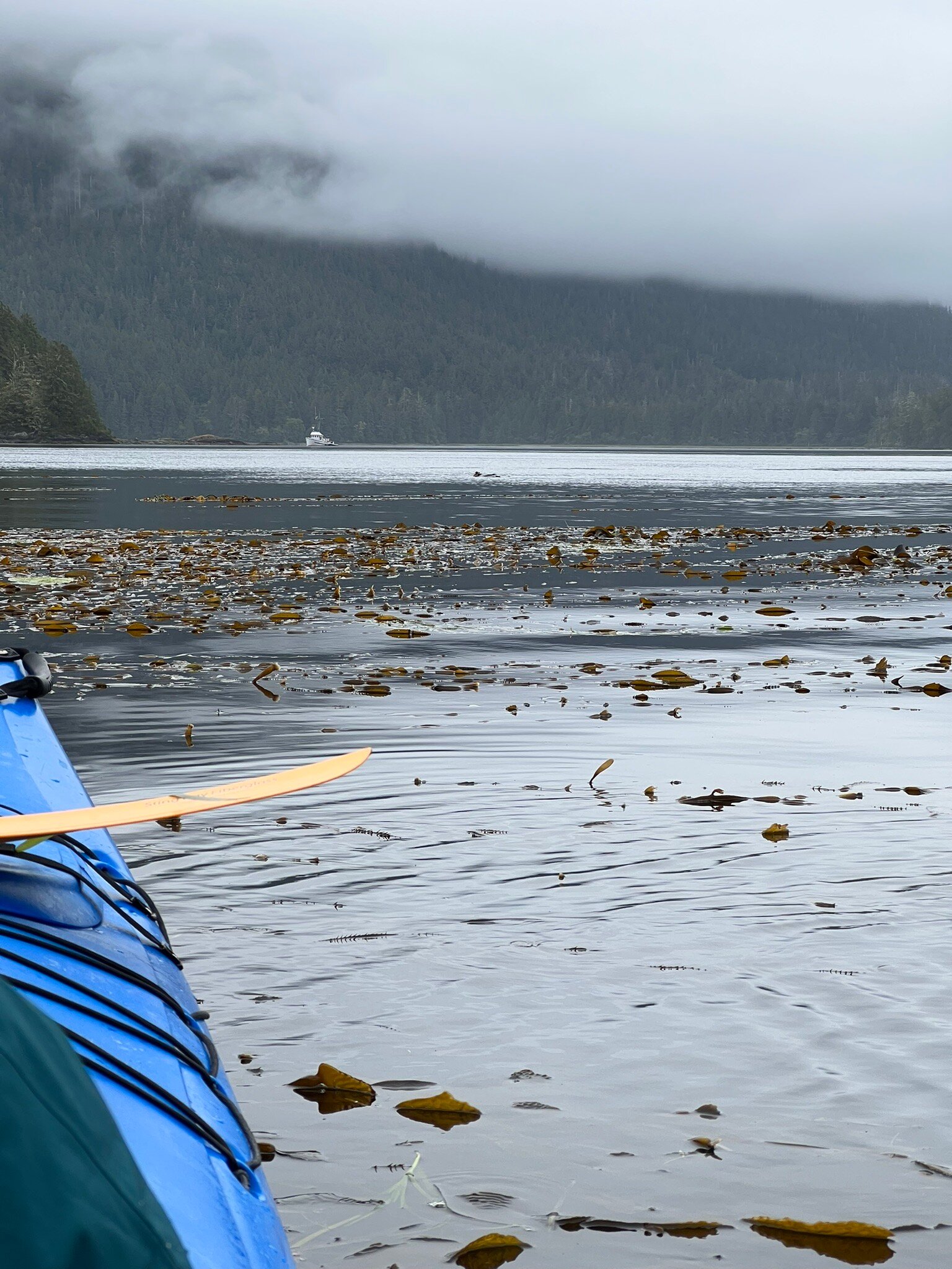 Paddle West Kayaking (Tofino, Canada) - anmeldelser billede