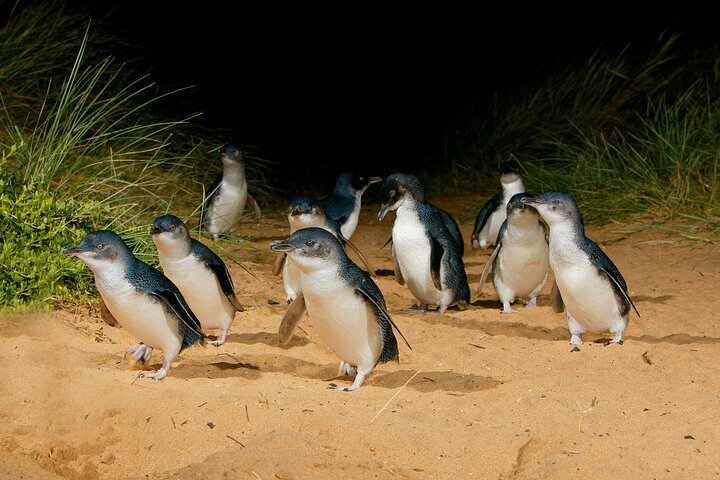 メルボルン発フィリップ島ペンギン パレード エクスプレス ツアー、提供元：ゴー ウェスト ツアー | オーストラリア - Tripadvisor