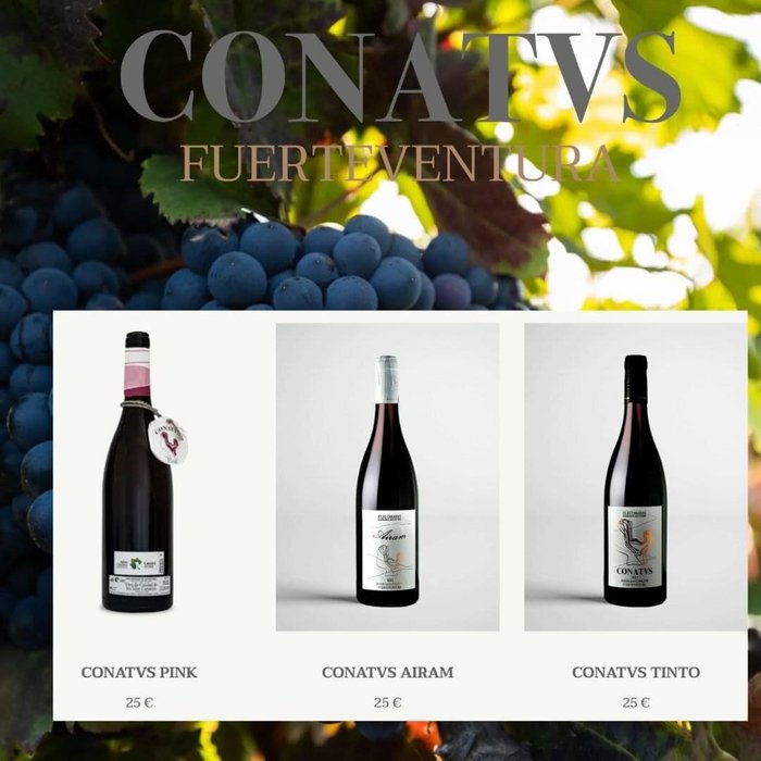 Imagen 8 de Bodega Conatvs