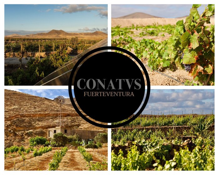 Imagen 7 de Bodega Conatvs