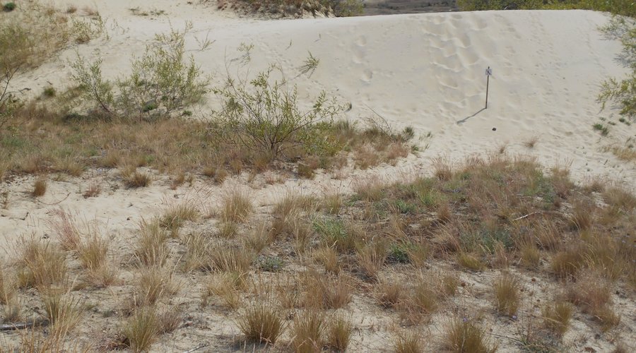 Nida Dunes 6