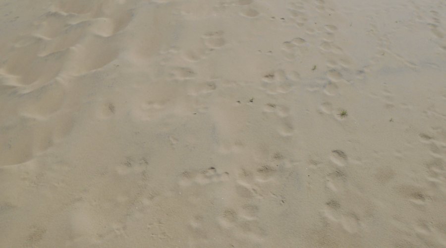 Nida Dunes 7