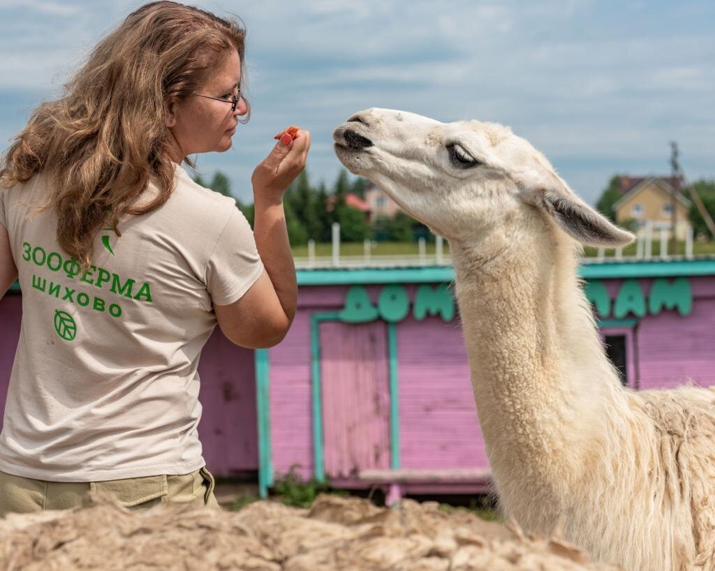 Зооферма Шихово: лучшие советы перед посещением - Tripadvisor