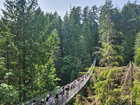 Vancouver: Floatplane e Capilano Suspension Bridge Combo