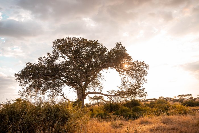 PEMBEZONI CAMP (SEASONAL CAMP) - Campground Reviews (Serengeti National  Park, Tanzania)