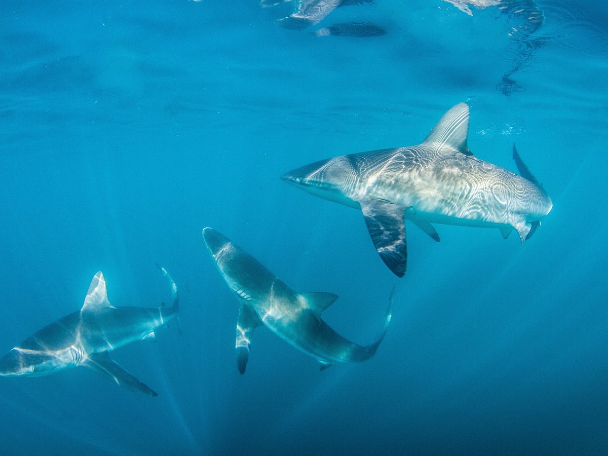 Something's Fishy In the Great White Shark's Diving Habits » Explorersweb