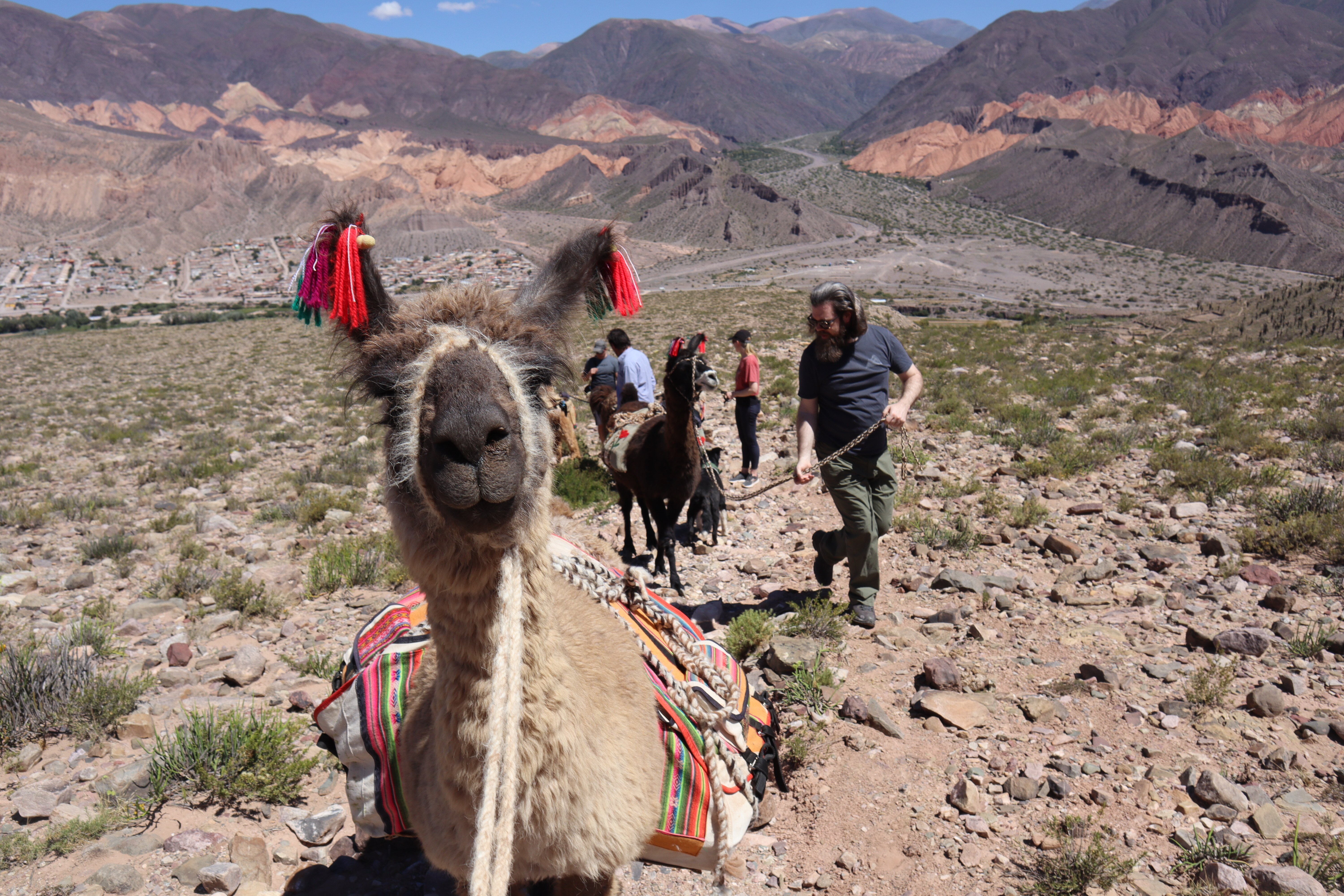 Caravana de Llamas All You Need to Know BEFORE You Go 2024