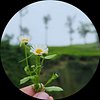 suparna s