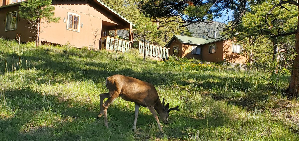 MACHIN'S COTTAGES IN THE PINES - Cottage Reviews (Estes Park, CO)