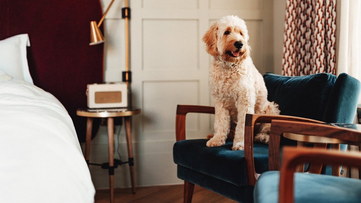 Discover the Best Pet Friendly Hotels in New Hampshire for Unforgettable Getaways