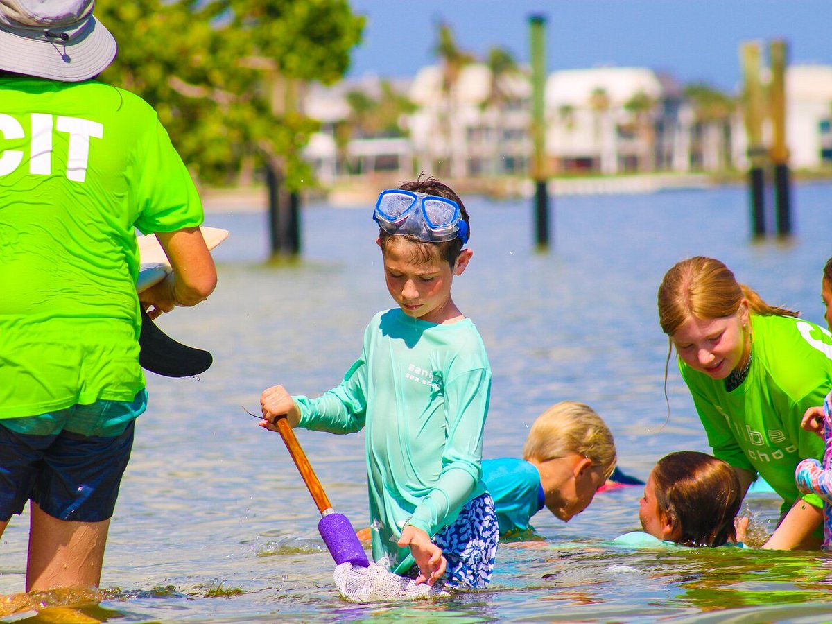 How Many Sand Dollars Are There On Sanibel? — Sanibel Sea School