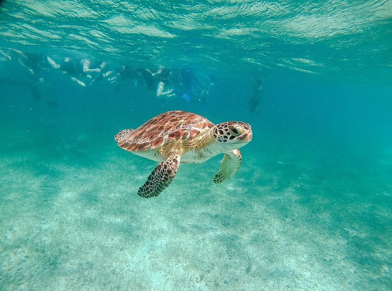 Θαλάσσια χελώνα που κολυμπά και μακριά άνθρωποι που κάνουν σνόρκελινγκ