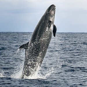 dolphin excursion kona