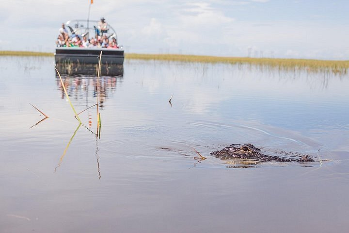 Top 10 Best Alligator Park in Fort Lauderdale, FL - November 2023 - Yelp