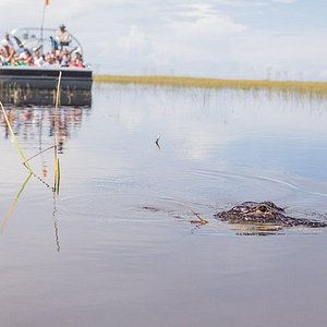 everglade swamp tours reviews