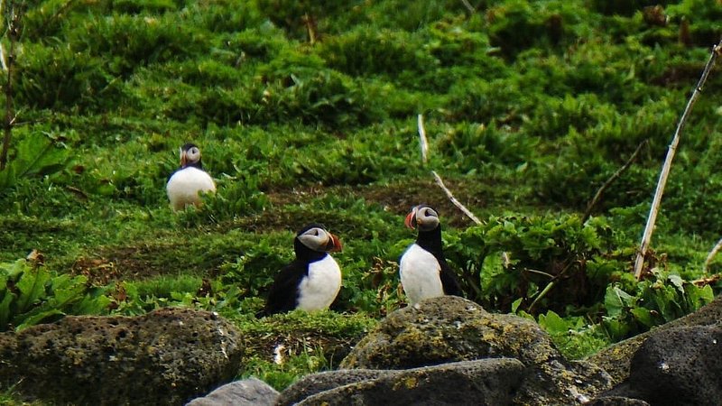 Close-up shot of puffins on Akurey, an island just off the coast of Reykjavik, Iceland