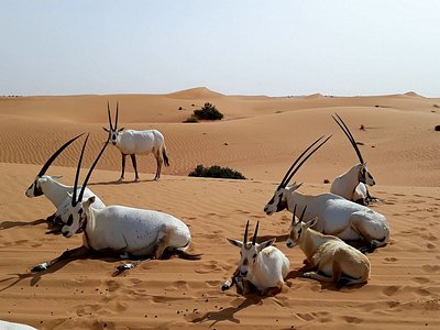 Una manada de órices árabes que descansan sobre la arena en el desierto