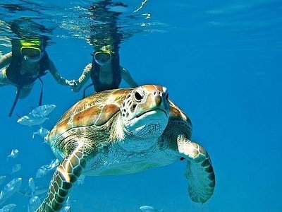 Dos viajeros haciendo esnórquel cerca de una tortuga marina verde