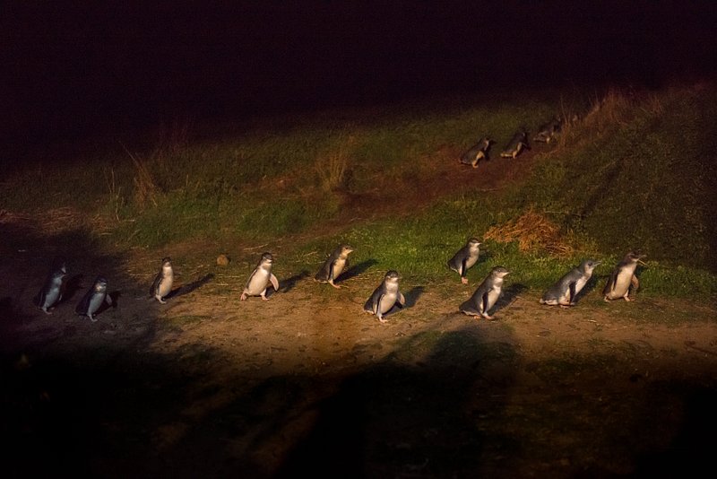 Little penguins waddling back to their homes during the Penguin Parade on Phillip Island, Melbourne