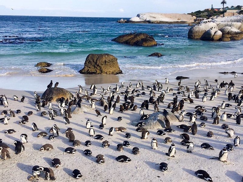 Una gran colonia de pingüinos africanos que deambula por la playa de Boulders en Ciudad del Cabo, Sudáfrica