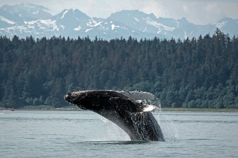 A humpback whale breaching in the waters near Juneau, Alaska