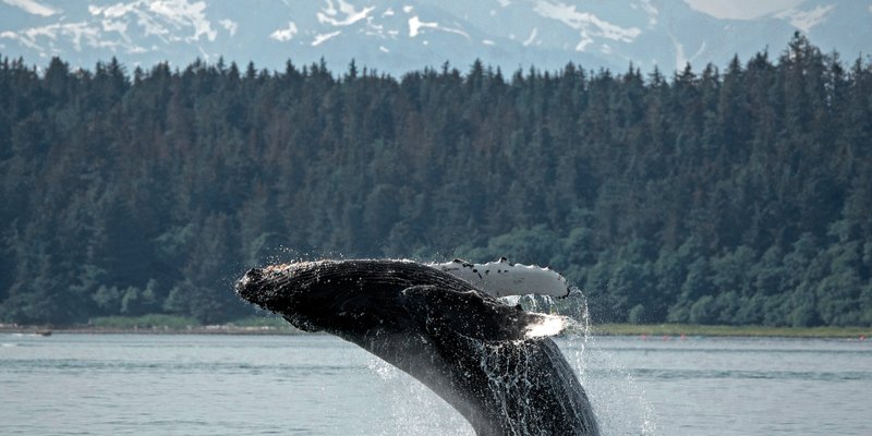 A humpback whale breaching in the waters near Juneau, Alaska.
