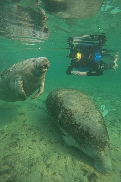 旅客在佛羅里達州克里斯特爾里弗的水中浮潛，旁邊有兩頭海牛的水下照片